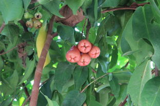 寮國(guó)三千里歡歌笑語(yǔ),老驥伏櫪,老中青三代老撾十二日行 川壙,萬(wàn)榮,瑯勃拉邦