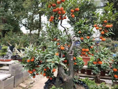 壽命長(zhǎng) 的10種花,寓意好,格調(diào)高,老人見(jiàn)了眉開(kāi)眼笑