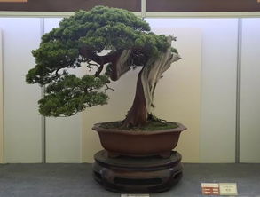 中國爵，盆景金銀獎回看 伏櫪之志永存