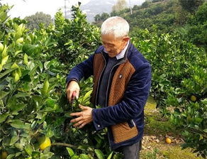 老驥伏櫪奔富路 興山縣昭君鎮李明春的奮斗人生