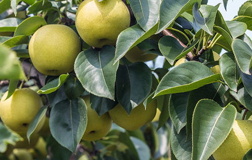 北京石堆伏梨特產推薦——伏櫪