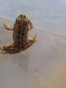 老驥伏櫪，志在千里——藍色力獅旅行版塔城游記