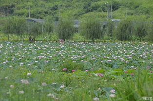 老驥伏櫪，志在千里——致我那默默奉獻(xiàn)的老款寶來(lái)