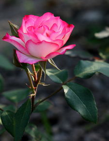 伏櫪 從痰盂頭到月季專輯，ZMF老驥伏櫪的藝術(shù)新生